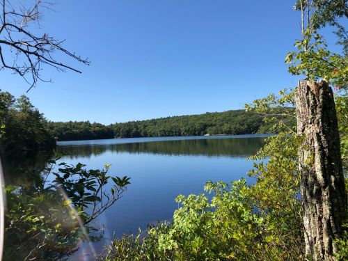 A serene lake surrounded by lush greenery under a clear blue sky. Reflections shimmer on the water's surface.