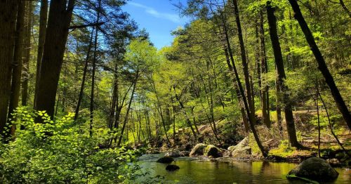 A serene forest scene with lush green trees and a calm river flowing through the landscape under a clear blue sky.