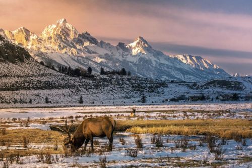 A majestic elk grazes in a snowy landscape with towering mountains and a colorful sunset in the background.