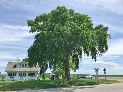 A large green tree stands beside a house at a road intersection, with a colorful umbrella visible nearby.