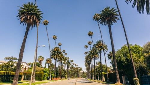 A sunny street lined with tall palm trees against a clear blue sky.