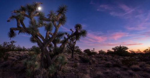 A silhouetted Joshua tree against a twilight sky with a crescent moon and scattered clouds.
