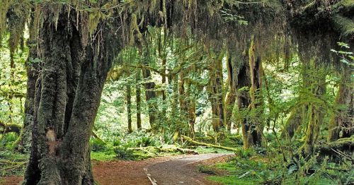 A lush forest scene with tall trees, moss-covered branches, and a winding path through vibrant greenery.