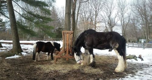 Two horses, one large and one small, feeding from a wooden trough in a snowy, wooded area.
