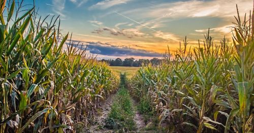 A scenic view of a cornfield at sunset, with rows of tall corn plants and a colorful sky in the background.