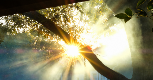 Sunlight streams through tree branches, creating a radiant glow and soft rays in a misty atmosphere.