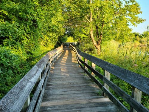 A wooden boardwalk winding through lush greenery, leading into a serene natural area.