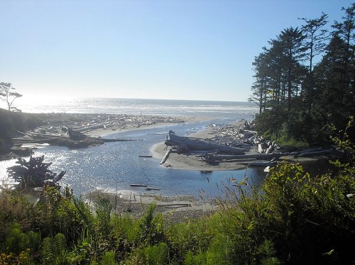 A serene beach scene with driftwood, a winding stream, and trees under a clear blue sky.