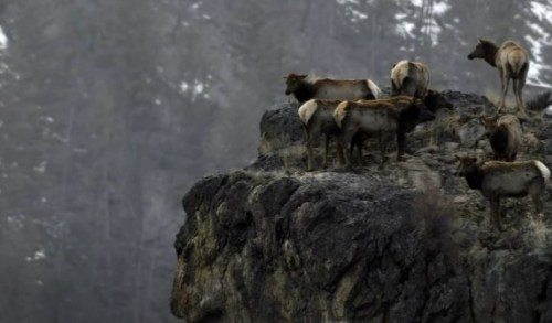 A group of deer standing on a rocky outcrop with a misty forest in the background.