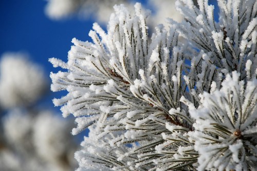 Frost-covered pine branches against a clear blue sky, showcasing delicate ice crystals.
