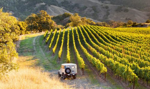 A vintage vehicle parked near lush green vineyards under a golden sunset in a scenic landscape.