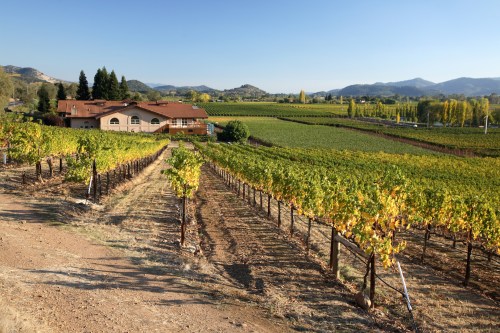 A scenic vineyard landscape with rows of grapevines, a house, and mountains in the background under a clear blue sky.