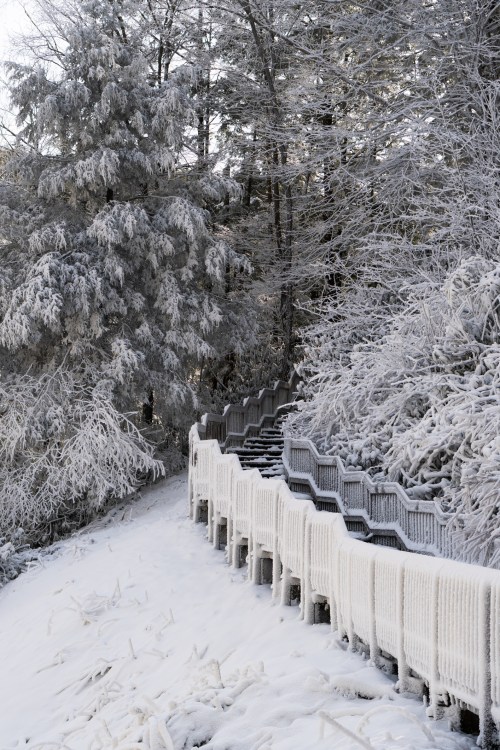 A snow-covered path with a wooden railing, surrounded by frosted trees in a winter landscape.