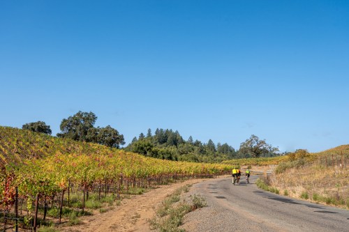 Two cyclists ride along a winding road through vibrant vineyards under a clear blue sky.