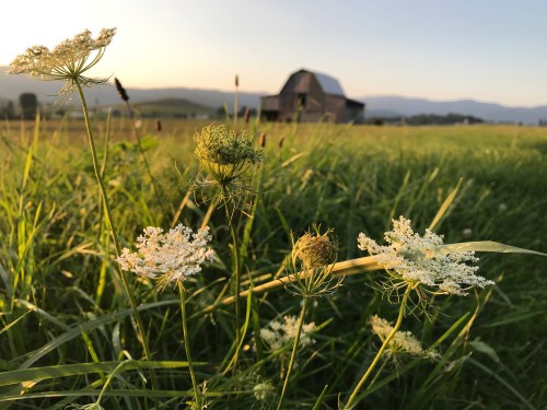 A field of wildflowers in the foreground with a rustic barn and mountains in the background during sunset.