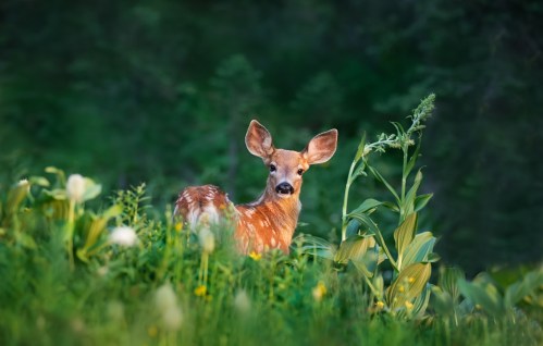 A young deer stands among lush green foliage, looking curiously at the camera.