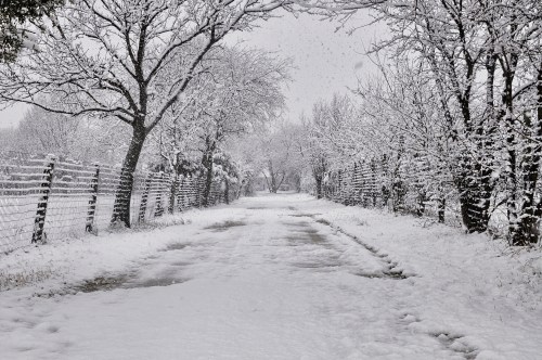 A snowy pathway lined with trees and a fence, creating a serene winter landscape.