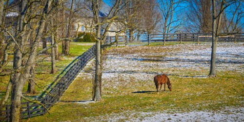 A brown horse grazes in a snowy field surrounded by trees and a wooden fence under a clear blue sky.