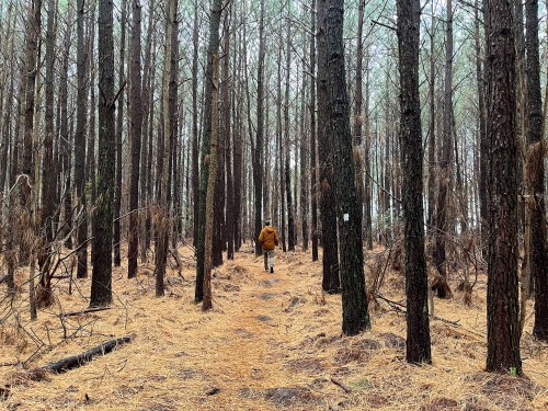 A person in a yellow jacket walks along a path through a dense forest of tall pine trees.