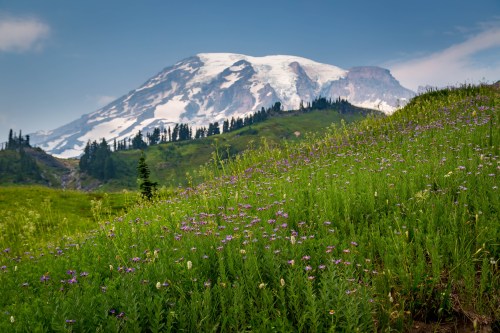 A scenic view of a snow-capped mountain surrounded by lush green meadows and colorful wildflowers under a clear blue sky.