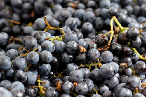 A close-up of a pile of dark blue grapes with green stems, showcasing their plump texture and natural sheen.