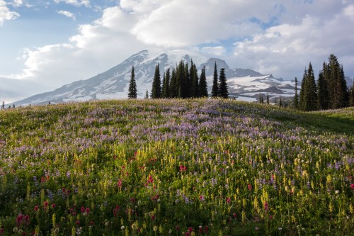 A vibrant field of wildflowers in front of a snow-capped mountain under a partly cloudy sky.