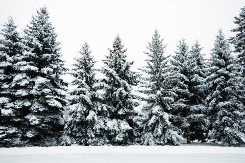 A row of snow-covered evergreen trees against a white, overcast sky.