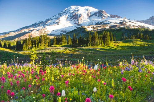 A vibrant meadow filled with colorful wildflowers, with a snow-capped mountain in the background under a clear blue sky.