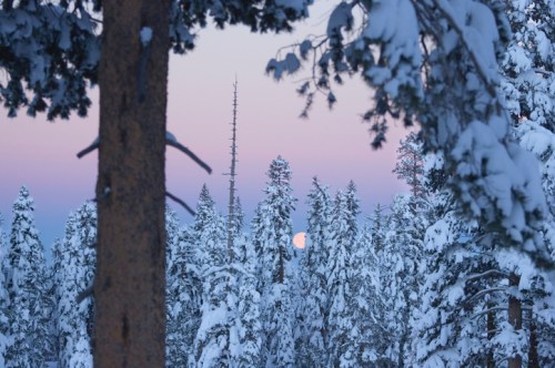 A serene winter landscape with snow-covered trees and a soft pink sky, featuring a rising moon in the distance.