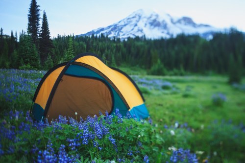 A colorful tent set in a lush meadow filled with blue flowers, with a snow-capped mountain in the background.