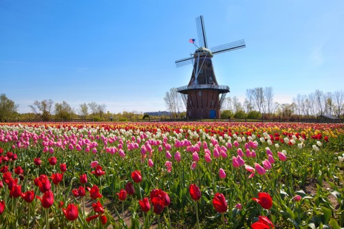 A vibrant field of tulips in various colors with a traditional windmill under a clear blue sky.