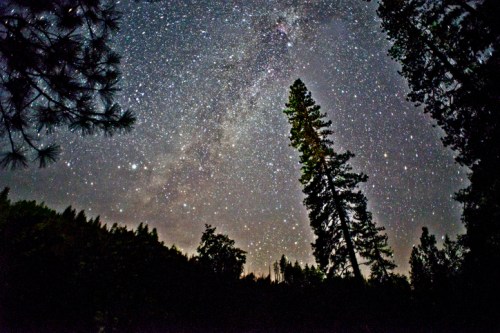 A starry night sky filled with the Milky Way, framed by tall trees silhouetted against the horizon.