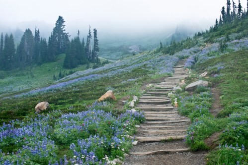 A misty path winds through a vibrant field of purple flowers, surrounded by tall trees and rolling green hills.