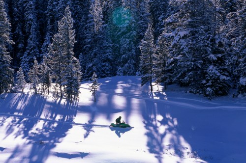 A person sleds down a snowy hill surrounded by tall evergreen trees, casting long shadows in the bright sunlight.