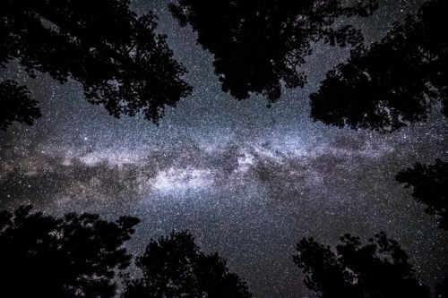 A starry night sky with the Milky Way visible, framed by silhouettes of tall trees.