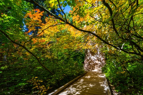 A wooden path through a vibrant forest with colorful autumn leaves and sunlight filtering through the trees.