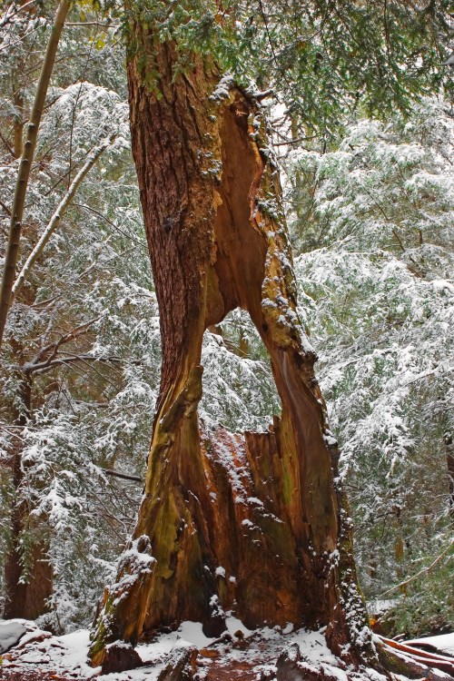 A tall tree with a large hollow in its trunk, surrounded by snow-covered ground and evergreen trees.