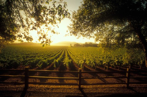A scenic vineyard at sunset, with rows of grapevines and trees framing the view.