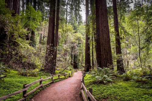 A winding path through a lush forest of tall redwood trees, surrounded by vibrant greenery and ferns.