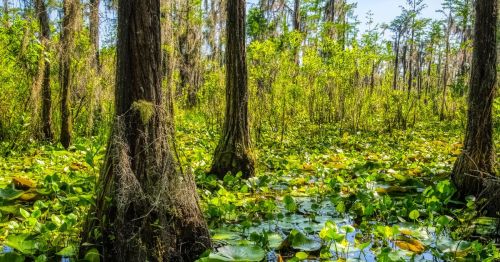 The swamp at Grand Bay Natural Wildlife Refuge in Valdosta, Georgia