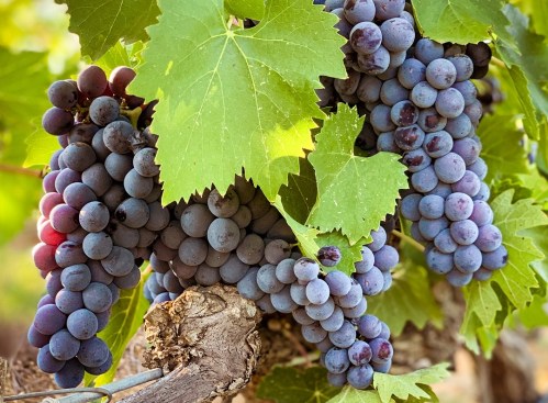 Bunches of ripe purple grapes hanging from green vine leaves in a vineyard.
