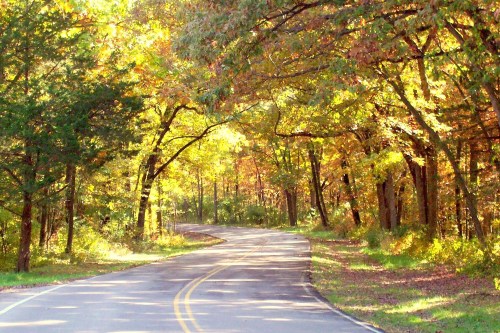 A winding road surrounded by vibrant autumn trees with golden and orange leaves.
