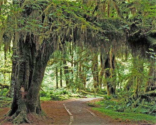 A winding path through a lush, green forest with moss-covered trees and dappled sunlight filtering through the leaves.