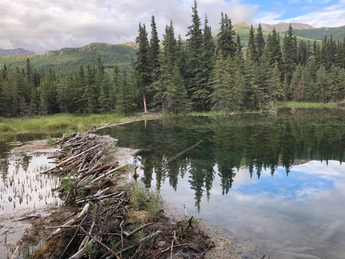 A serene lake surrounded by lush green trees, reflecting the sky and mountains in the calm water.