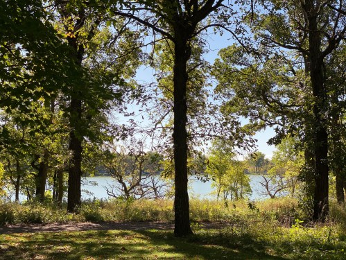 A serene view of a lake framed by tall trees and lush greenery under a clear blue sky.