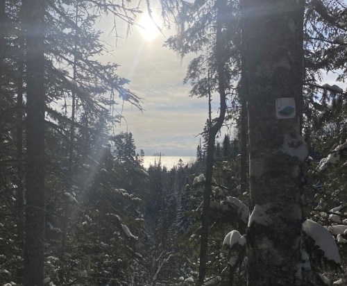 A sunlit forest scene with trees and a glimpse of water in the distance, framed by snow-covered branches.
