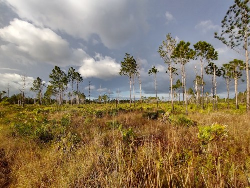A grassy landscape with scattered pine trees under a cloudy sky.