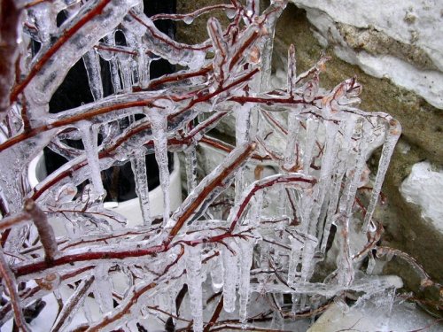 Icicles hang from frozen branches, creating a shimmering, icy landscape against a stone wall.