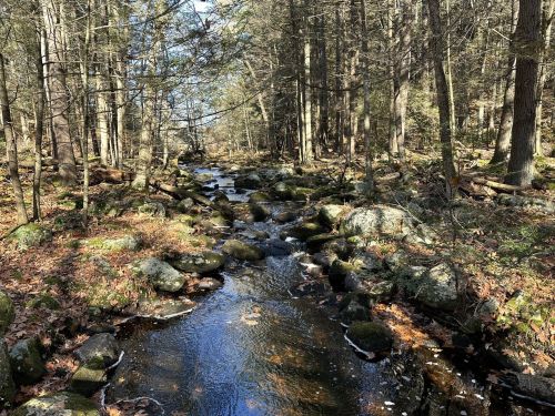 A serene forest scene with a small stream flowing over rocks, surrounded by trees and autumn leaves.
