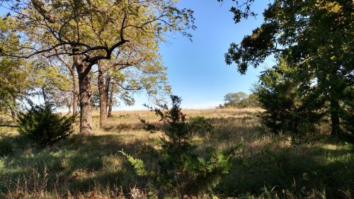 A serene landscape featuring trees and tall grass under a clear blue sky.